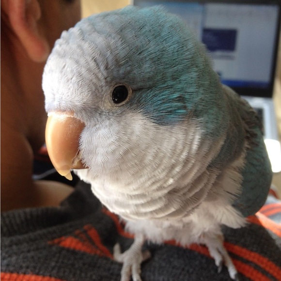 Meet your Posher, Tara - Picture 5 of 10